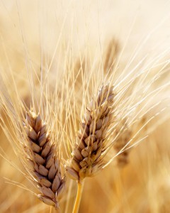 headofwheat